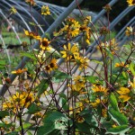 Heliopsis  helianthoides (Summer Nights) False Sunflower